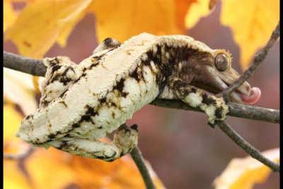 Геккон-бананоед реснитчатый  Lilly White (Rhacodactylus ciliatus), XL